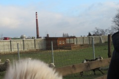 31.12.2019 - Podróż ze Sandałkiem do Greccio ( Miejska Górka)